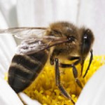 abeja-758x270